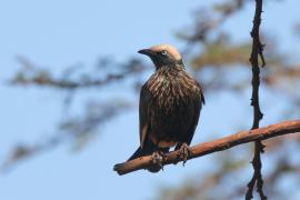 Błyszczak białogłowy - Lamprotornis albicapillus - White-crowned Starling