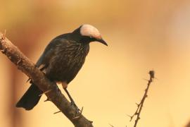 Błyszczak białogłowy - Lamprotornis albicapillus - White-crowned Starling