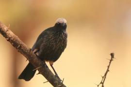 Błyszczak białogłowy - Lamprotornis albicapillus - White-crowned Starling