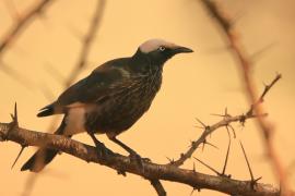 Błyszczak białogłowy - Lamprotornis albicapillus - White-crowned Starling