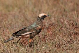 Błyszczak białogłowy - Lamprotornis albicapillus - White-crowned Starling