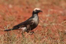 Błyszczak białogłowy - Lamprotornis albicapillus - White-crowned Starling