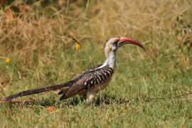 Toko białogrzbiety - Tockus erythrorhynchus - Northern Red-billed Hornbill