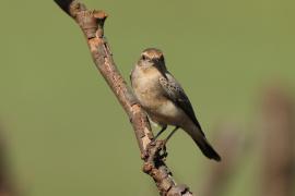 Białorzytka płowa - Oenanthe isabellina - Isabelline Wheatear