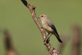 Białorzytka płowa - Oenanthe isabellina - Isabelline Wheatear