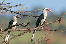 Toko czarnoskrzydły - Tockus deckeni - Von der Decken's Hornbill