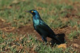 Błyszczak stalowy - Lamprotornis chalybaeus - Greater Blue-eared Starling