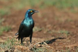 Błyszczak stalowy - Lamprotornis chalybaeus - Greater Blue-eared Starling