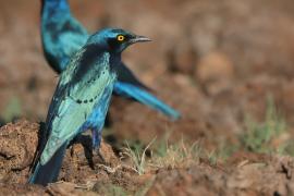Błyszczak stalowy - Lamprotornis chalybaeus - Greater Blue-eared Starling