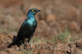 Błyszczak stalowy - Lamprotornis chalybaeus - Greater Blue-eared Starling