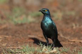 Błyszczak stalowy - Lamprotornis chalybaeus - Greater Blue-eared Starling