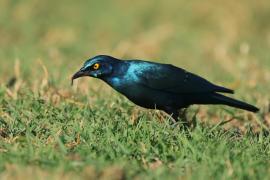 Błyszczak stalowy - Lamprotornis chalybaeus - Greater Blue-eared Starling