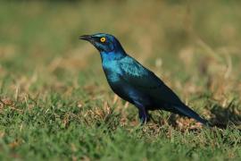 Błyszczak stalowy - Lamprotornis chalybaeus - Greater Blue-eared Starling