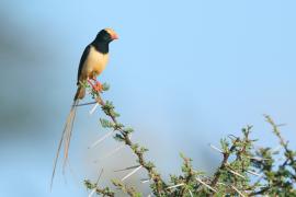 Wdówka płowosterna - Vidua fischeri - Straw-tailed Whydah