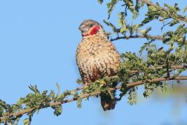 Amadyna obrożna - Amadina fasciata - Cut-throat Finch