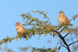 Amadyna obrożna - Amadina fasciata - Cut-throat Finch