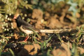 Wdówka płowosterna - Vidua fischeri - Straw-tailed Whydah