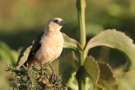 Bawolik białogłowy - Dinemellia dinemelli - White-headed Buffalo Weaver