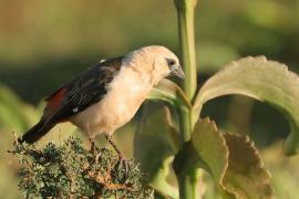 Bawolik białogłowy - Dinemellia dinemelli - White-headed Buffalo Weaver