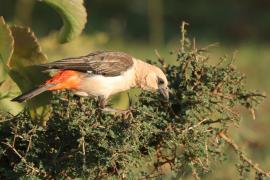 Bawolik białogłowy - Dinemellia dinemelli - White-headed Buffalo Weaver