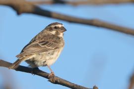 Afrokulczyk etiopski - Crithagra reichenowi - Reichenow's Seedeater