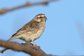 Afrokulczyk etiopski - Crithagra reichenowi - Reichenow's Seedeater