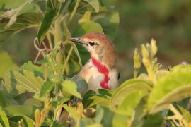 Dzierzbik czerwonogardły - Rhodophoneus cruentus - Rosy-patched Bush-shrike
