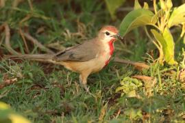 Dzierzbik czerwonogardły - Rhodophoneus cruentus - Rosy-patched Bush-shrike