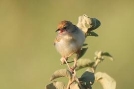 Chwastówka stokowa - Cisticola bodessa - Boran Cisticola