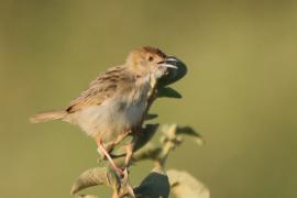 Chwastówka stokowa - Cisticola bodessa - Boran Cisticola