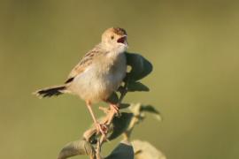 Chwastówka stokowa - Cisticola bodessa - Boran Cisticola