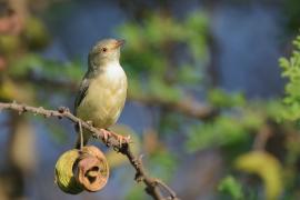 Akacjówek - Phyllolais pulchella - Buff-bellied Warbler