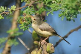 Akacjówek - Phyllolais pulchella - Buff-bellied Warbler