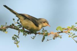 Akacjówek - Phyllolais pulchella - Buff-bellied Warbler