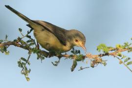 Akacjówek - Phyllolais pulchella - Buff-bellied Warbler