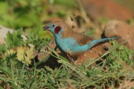 Motylik krasnouchy - Uraeginthus bengalus - Red-cheeked Cordon-bleu