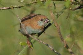 Motylik krasnouchy - Uraeginthus bengalus - Red-cheeked Cordon-bleu