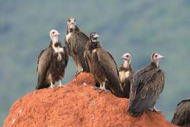 Sęp brunatny - Necrosyrtes monachus - Hooded Vulture