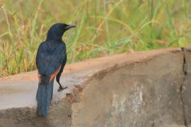 Czarnotek rudoskrzydły - Onychognathus morio - Red-winged Starling