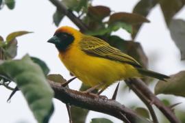 Wikłacz akacjowy - Ploceus vitellinus - Vitelline Masked-Weaver