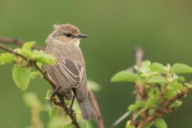 Mucharka szara - Bradornis microrhynchus - African Grey Flycatcher