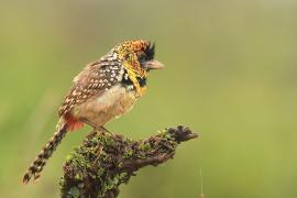 Brodal czarnogardły - Trachyphonus darnaudii  - D'Arnaud's Barbet