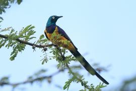 Błyszczak królewski - Lamprotornis regius - Golden-breasted Starling