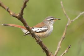 Drozdówka jasna - Cercotrichas leucophrys - White-browed Scrub Robin