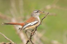 Drozdówka jasna - Cercotrichas leucophrys - White-browed Scrub Robin