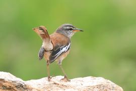 Drozdówka jasna - Cercotrichas leucophrys - White-browed Scrub Robin