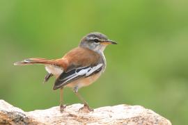 Drozdówka jasna - Cercotrichas leucophrys - White-browed Scrub Robin
