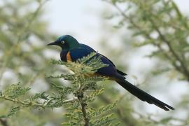 Błyszczak królewski - Lamprotornis regius - Golden-breasted Starling