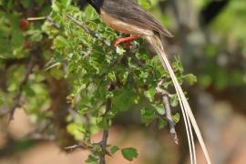Wdówka płowosterna - Vidua fischeri - Straw-tailed Whydah