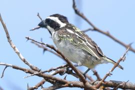 Głowaczek mały - Tricholaema melanocephala - Black-throated Barbet